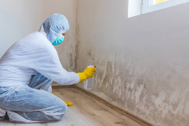Licensed Mold Inspection service in Norwood, MA - WQB Mold Removal
