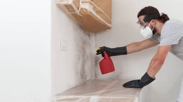 Professional Mold Inspection technician working in Norwood, MA